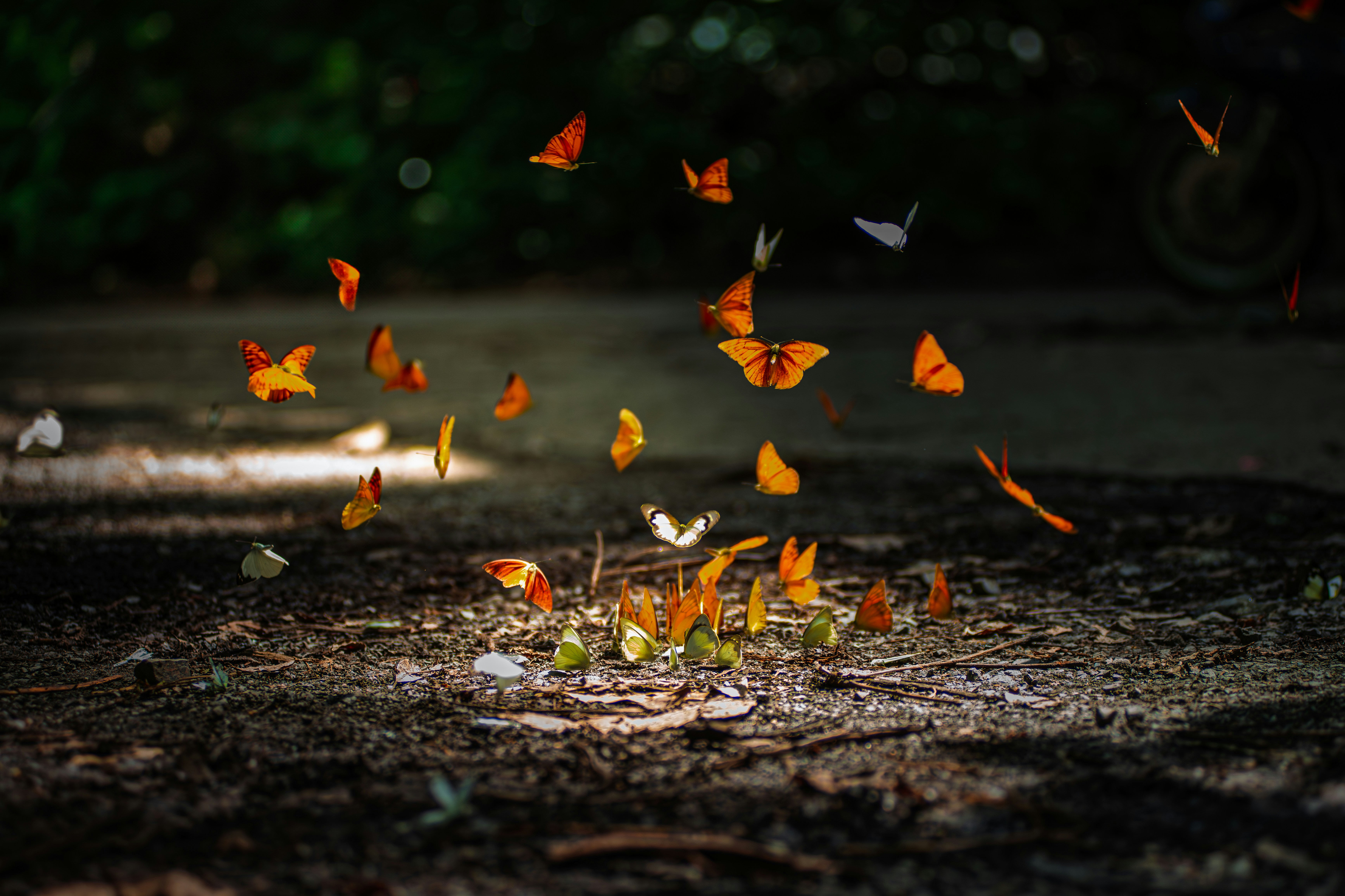 orange butterflies